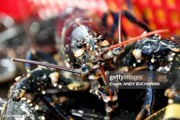 Employees of D R Collin & Son Ltd in Eyemouth in the Scottish Borders on December 18, 2020 prepare live lobster for processing at their plant in the...