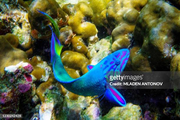 Lunar wrasse fish swims around the corals off the shore of Koh Adang in the Andaman sea on December 21, 2020.