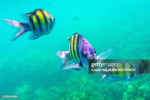 Sergeant major damselfish swim around the corals off the shore of Koh Adang in the Andaman sea on December 21, 2020.