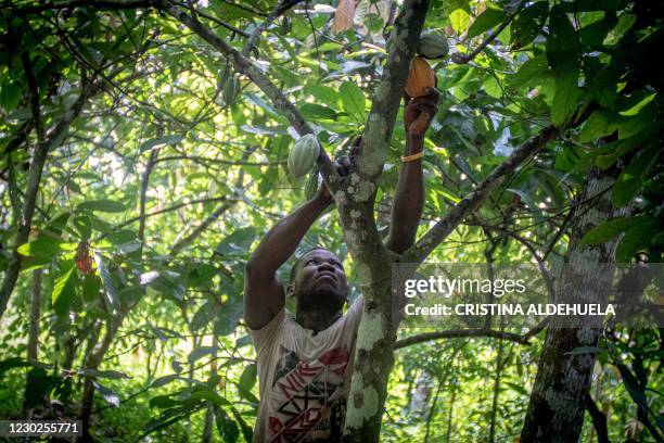 Cocoa farmer harvests cocoa pods from a cocoa tree on a farm in Asikasu, a town in Eastern Region of Ghana, on December 19, 2020. The main crop cocoa...