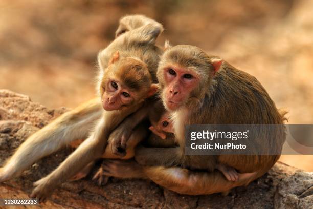 Macaques at the Galta Ji temple during a cold winter day in Jaipur,Rajasthan,India, Tuesday, Dec 22, 2020.