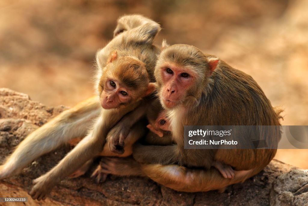 Macaques In Jaipur