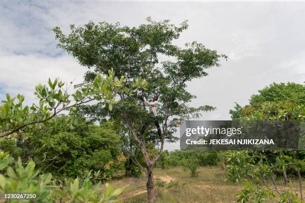 Musasa Photos and Premium High Res Pictures - Getty Images