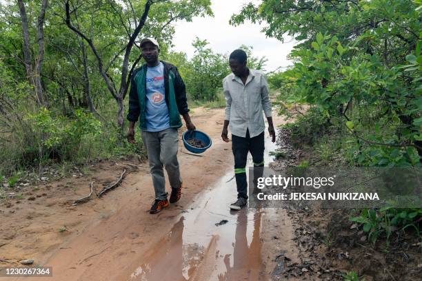 Earnmore Chikavaza walks with MacDonald Pfupa , a traditional healer, as they carry away a dishful of mopani worms after a succesful harvest of the...