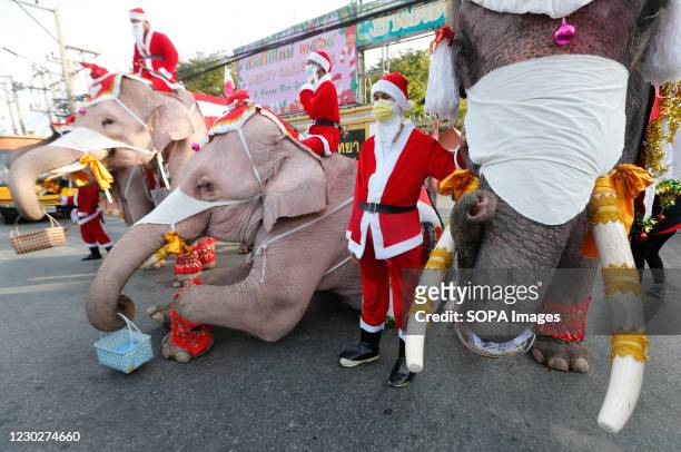 1,493 Christmas Elephant Photos and Premium High Res Pictures - Getty Images