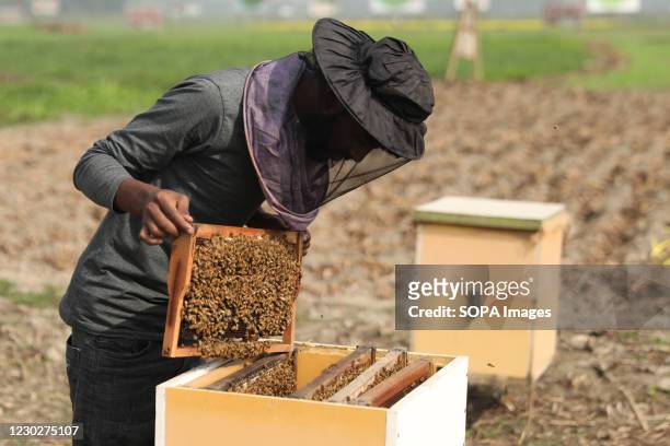 Bee keeper checks on his man made hive with the honey frames at Munshigonj.