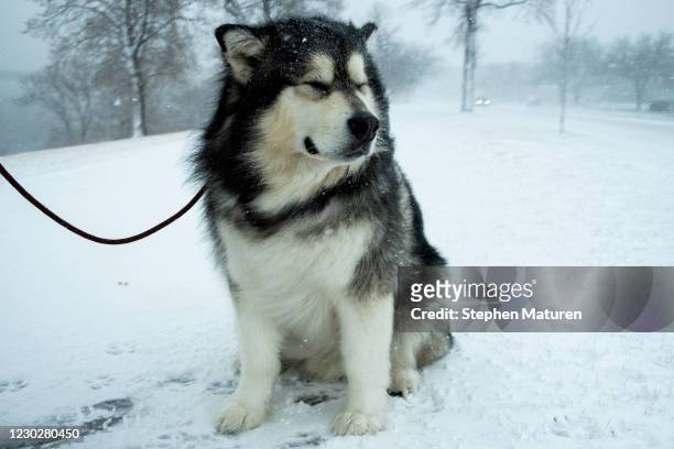 An Alaskan Malamute named Pax walks with his owner Brett Sorenson as snow falls along the Mississippi River on December 23, 2020 in Minneapolis,...