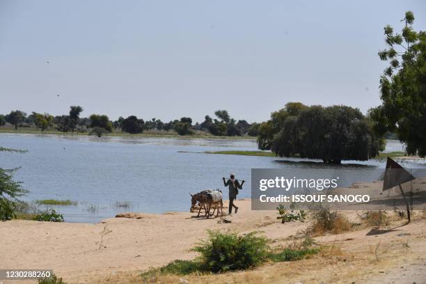 Man walks with his donkeys near the river in Diffa, in South-East Niger near the Nigerian border, on December 23 ahead of the December 27, 2020...