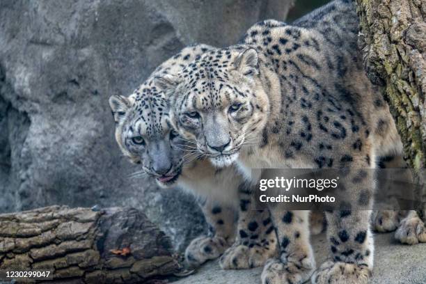 Snow leopards are seen during the annual PNC Festival of Lights Christmas Celebration at the Cincinnati Zoo and Botanical Gardens in the wake of the...