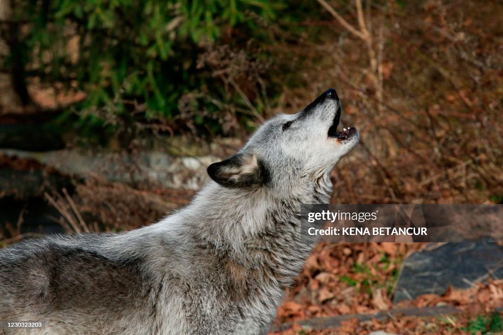 US-ANIMAL-WILDLIFE-WOLVES
