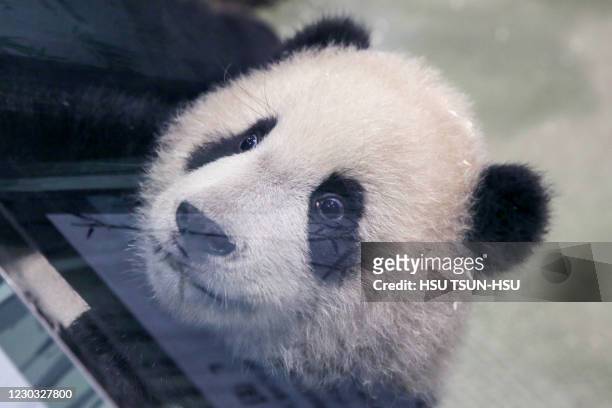 The picture shows six-month-old giant panda cub Yuan Bao during a media preview at Taipei Zoo in Taipei on December 28, 2020.