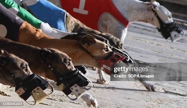 Dogs take off from the starting box during the final program of greyhound races at Derby Lane, the oldest continuously operating greyhound racetrack...