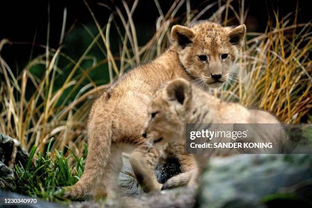 Two lion cubs born a few weeks ago are seen in DierenPark Amersfoort, on December 29, 2020 in Hilversum. / Netherlands OUT