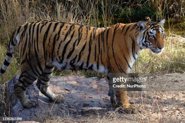 Tiger at the Ranthambore National Park in Rajasthan, India on 28 December 2020.