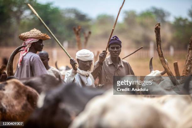 Fulani herders are among cattle at a livestock market near Bangui, Central African Republic on January 3, 2021. The cattle market, established 45...