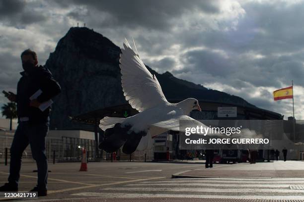 Dove flies past the Rock of Gibraltar near the border crossing between Spain and Gibraltar in La Linea de la Concepcion on January 4, 2021. -...