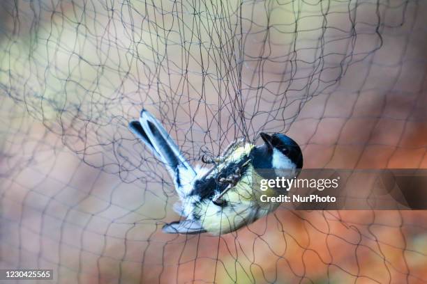 The great tit is caught in a net during Action Feeder aimed at bird ringing and collecting data on wintering birds which was organized in the...