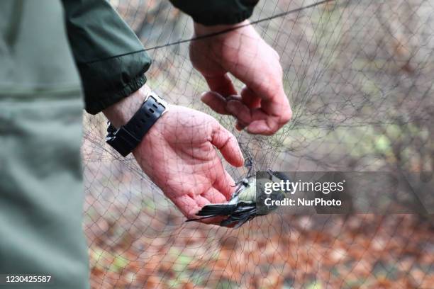 The great tit is caught in a net during Action Feeder aimed at bird ringing and collecting data on wintering birds which was organized in the...