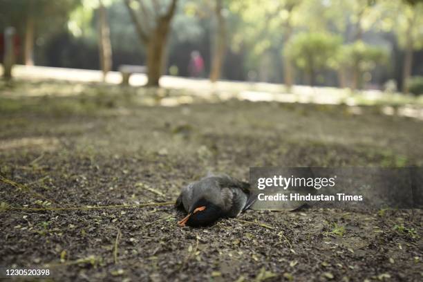 Dead common myna at Tau Devi Lal Biodiversity and Botanical Garden where at least five dead birds were found across the premises at Sector-52A, on...