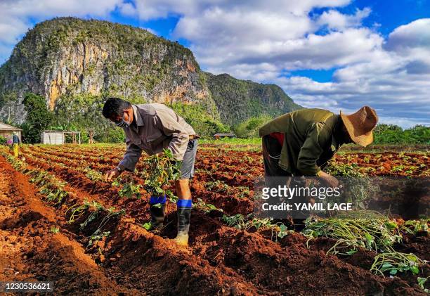 Cuban farmers work in their lands in Vinales, Pinar del Rio province, Cuba, on January 10, 2021.