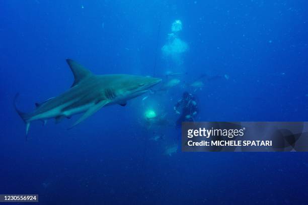 Gary Snodgrass shakes a sardines bait while divers from the Blue Ocean Dive Resort swims with black-tip sharks and other fishes during a baited shark...