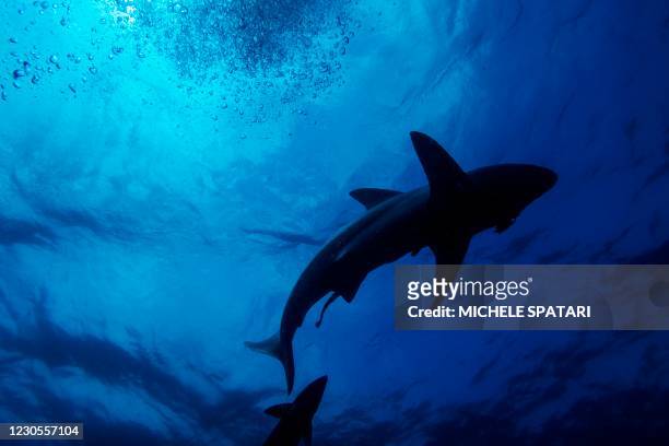 Black-tip sharks is seen swimming during a baited shark dive in Umkomaas near Durban, South Africa, on December 10, 2020. - Aliwal Shoal, a...