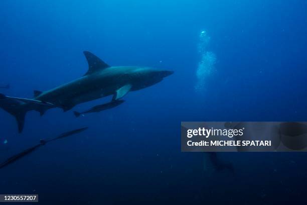 Divers from the Blue Ocean Dive Resort swims with black-tip sharks and other fishes during a baited shark dive in Umkomaas near Durban, South Africa,...