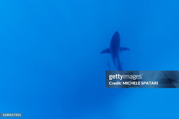 Black-tip sharks is seen swimming during a baited shark dive in Umkomaas near Durban, South Africa, on December 10, 2020. - Aliwal Shoal, a...