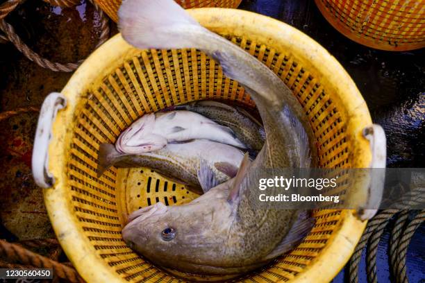 Channel Cod Fish 8,496 Cod Fish Stock Photos, High-Res Pictures, and Images - Getty Images