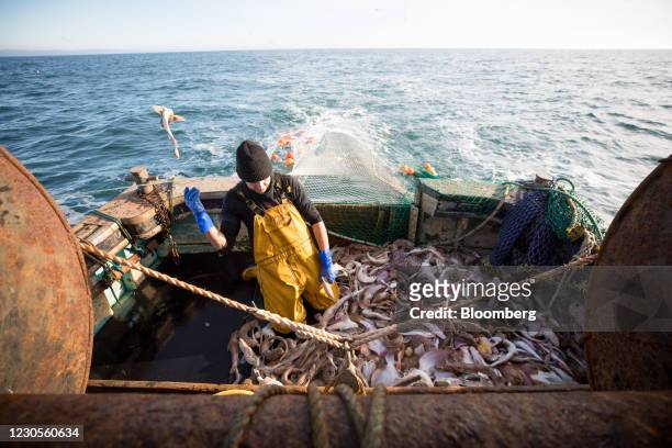 Fisherman sorts through a fresh catch of fish aboard fishing boat 'About Time' while trawling in the English Channel from the Port of Newhaven, East...