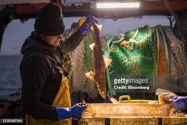 Fisherman processes a freshly caught dogfish aboard fishing boat 'About Time' while trawling in the English Channel from the Port of Newhaven, East...
