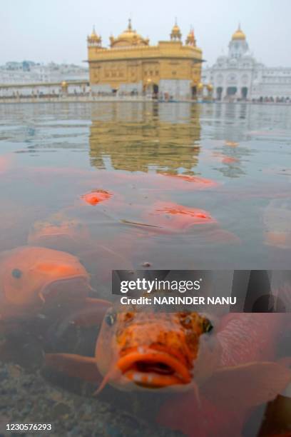 Temple Fish 498 Holy Fish Festival Stock Photos, High-Res Pictures, and Images ...