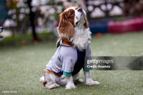 Dressed 1,5 year-old Cavalier King Charles "Orpheus" of Ebru Gumen is seen due to cold weather in Antalya, Turkey on January 13, 2021.