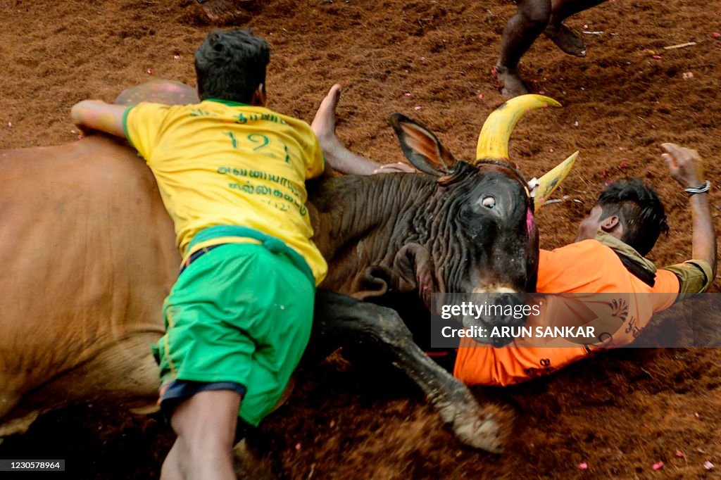 TOPSHOT-INDIA-ANIMAL-BULLFIGHTING