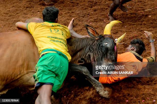 Participants try to control a bull during an annual bull taming event "Jallikattu" in the village of Avaniyapuram, on the outskirts of Madurai on...