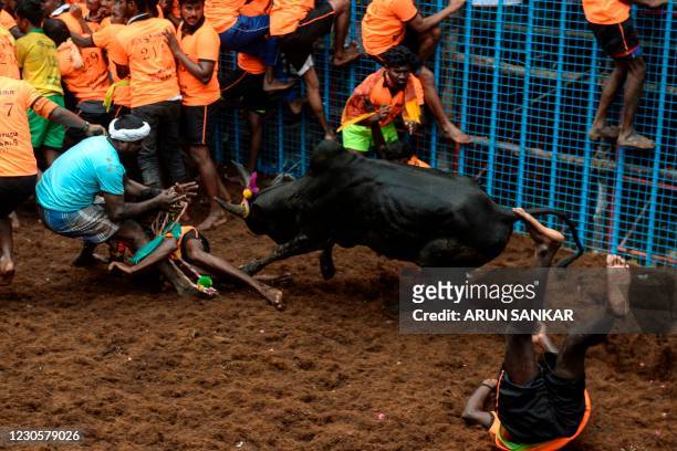 Bull charges a participant during an annual bull taming event "Jallikattu" in the village of Avaniyapuram, on the outskirts of Madurai on January 14,...