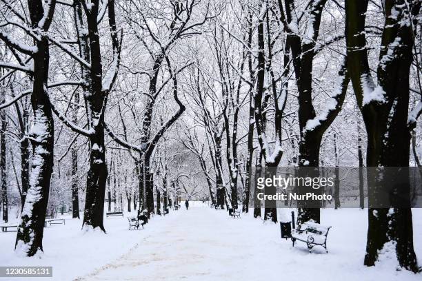 Trees in a park are covered with snow in Krakow, Poland. January 14, 2021.