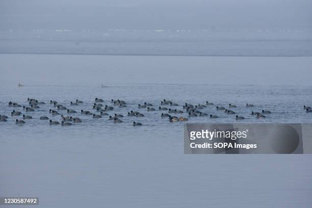 Migratory birds float on a partially frozen Dal Lake during a cold winter day in Srinagar. Cold wave intensified in Kashmir with a drop in minimum...