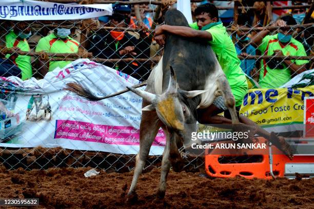 Participant tries to control a bull during an annual bull-taming festival 'Jallikattu' in Palamedu village on the outskirts of Madurai on January 15,...
