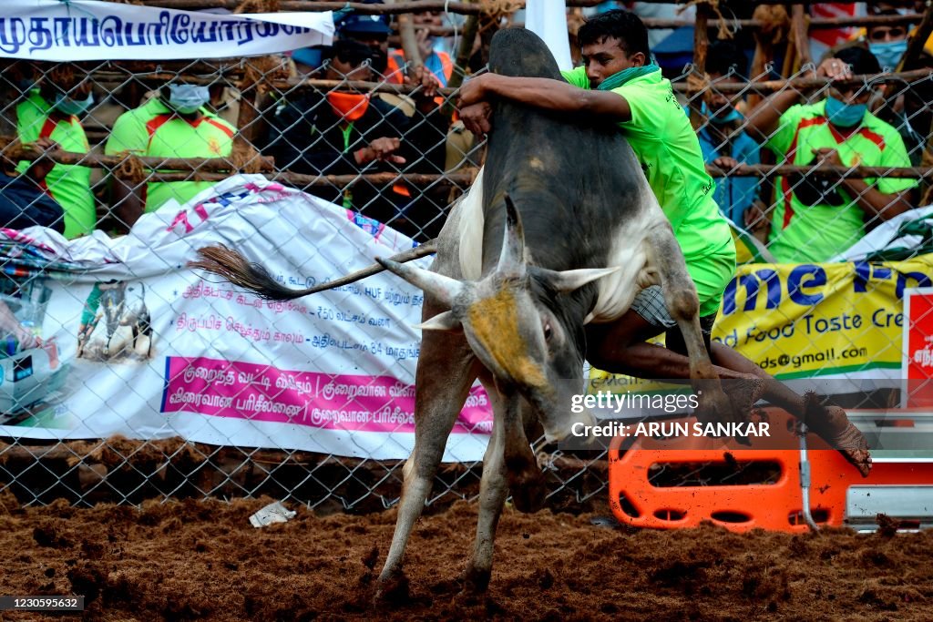 INDIA-ANIMAL-BULL TAMING-FESTIVAL