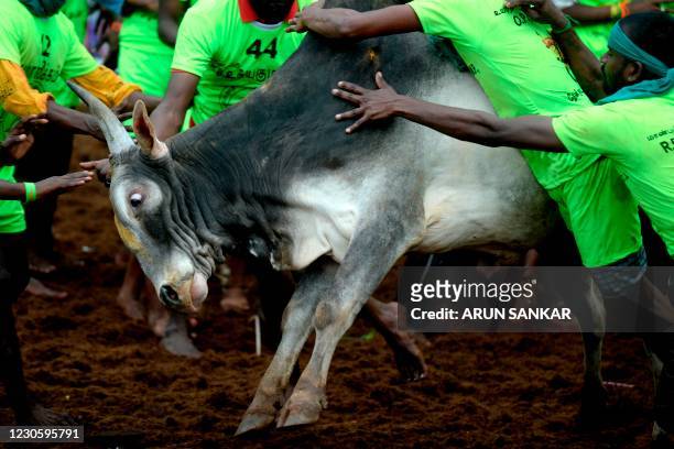 Participants try to control a bull during an annual bull-taming festival 'Jallikattu' in Palamedu village on the outskirts of Madurai on January 15,...