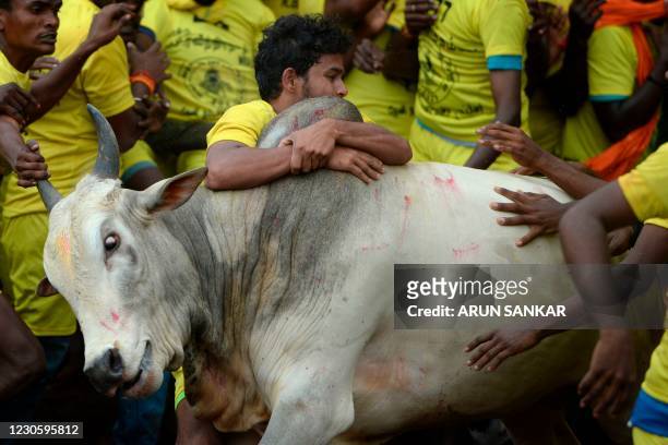 560 Jallikattu Photos and Premium High Res Pictures - Getty Images