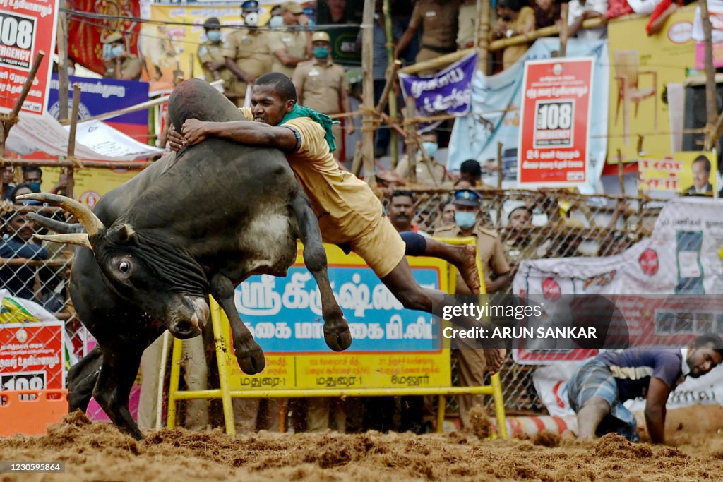 INDIA-ANIMAL-BULL TAMING-FESTIVAL