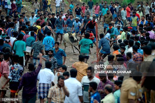 Bull owner tries to secure his bull at a collection point during an annual bull-taming festival 'Jallikattu' in Palamedu village on the outskirts of...