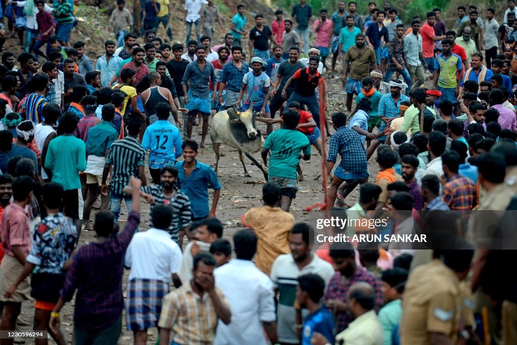 INDIA-ANIMAL-BULL TAMING-FESTIVAL