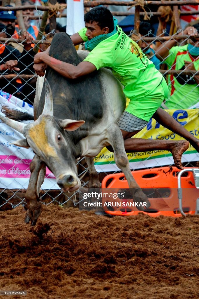 INDIA-ANIMAL-BULL TAMING-FESTIVAL