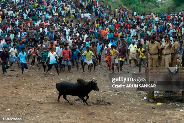 Bull runs through a collection point during an annual bull-taming festival 'Jallikattu' in Palamedu village on the outskirts of Madurai on January...