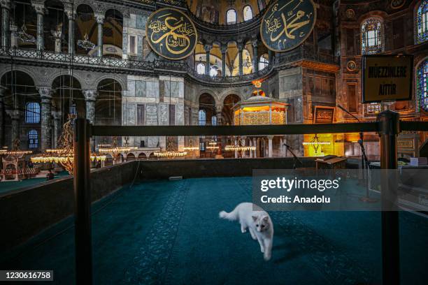 Cat is seen as tourists coming from abroad and Turkey's different cities continue to visit and perform prayer at the Hagia Sophia Grand Mosque in...