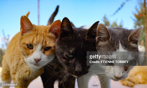Abandoned cats gather at Tala Cats rescue centre, on land owned by the Ayios Neofytos Monastery, in the Cypriot village of Tala near Paphos on...