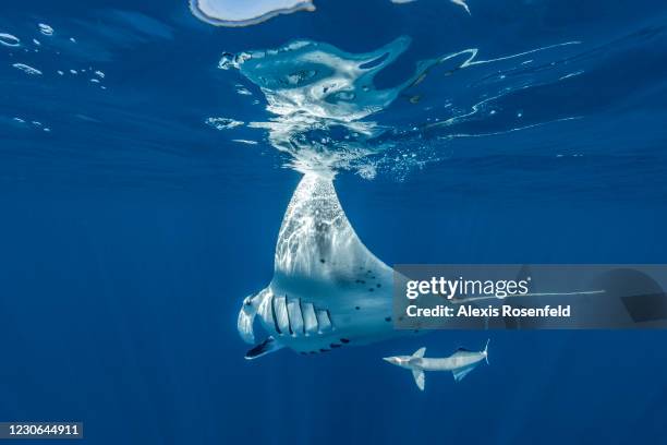 Manta ray swims accompanied by a remora in the Mayotte Marine Natural Park on November 26 Comoros Archipelago, Indian Ocean. Created in 2010, the...